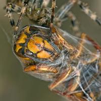 Spider with Median Wasp 3 